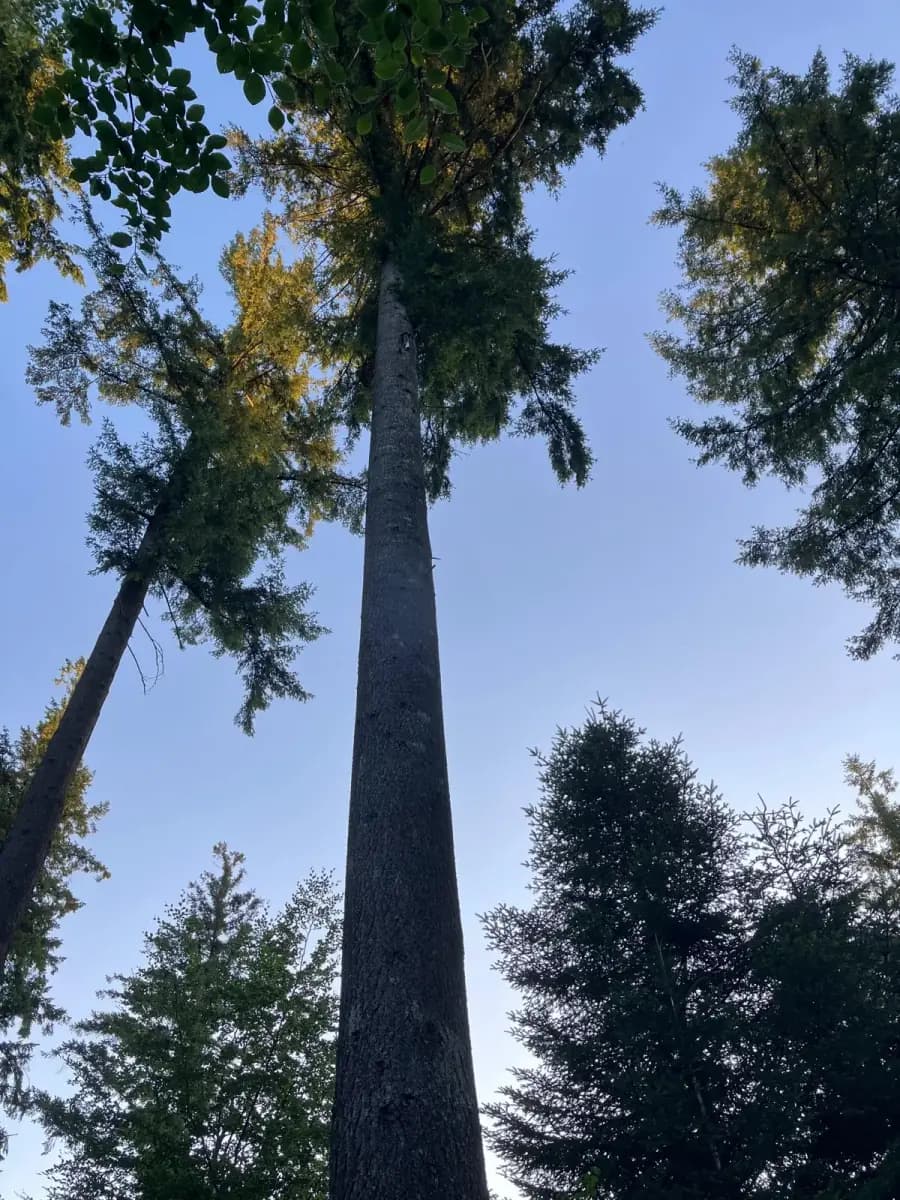 Contre-plongée sur un fût de douglas élagué qui monte droit vers le ciel, dégagé de branches sur toute sa hauteur visible.