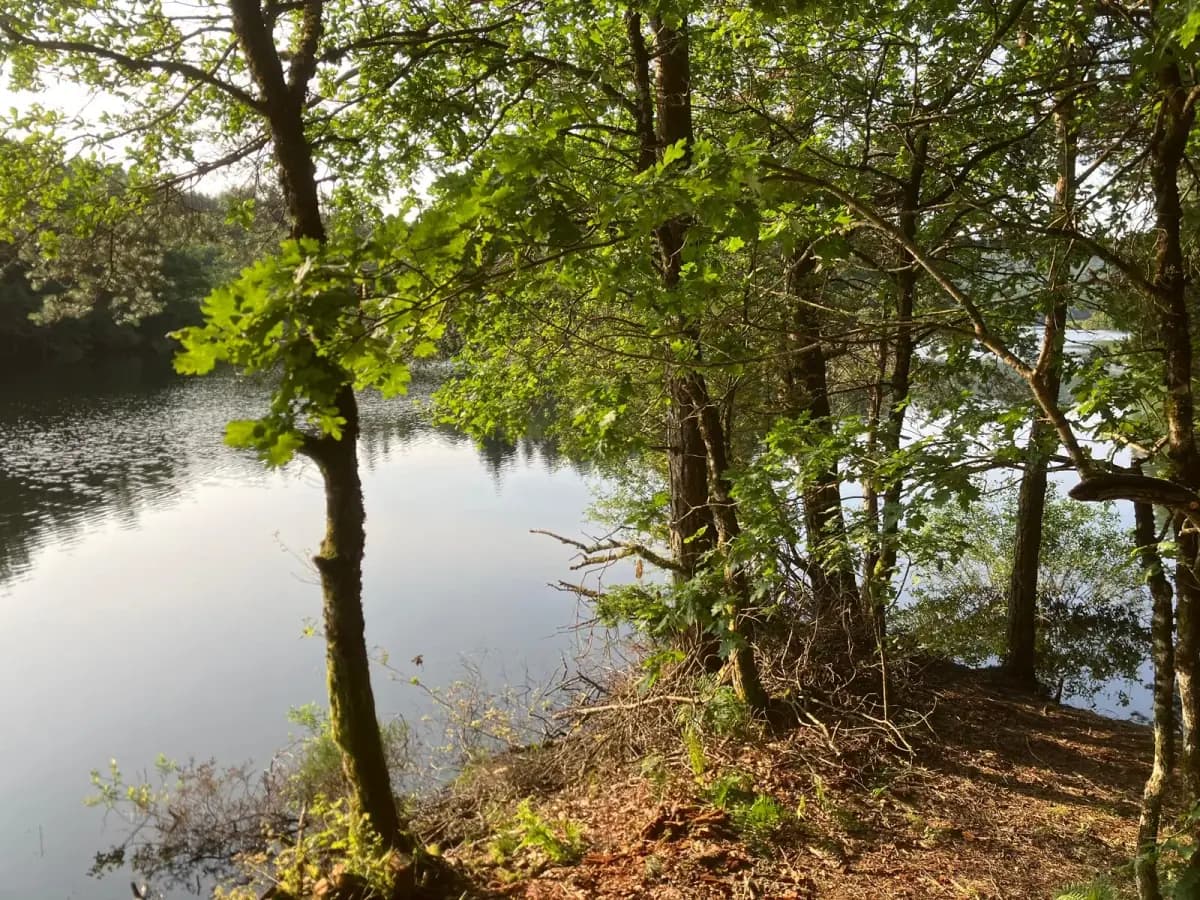 Rive boisée d'un étang au printemps, l'eau calme reflétant les feuillus encore clairsemés.