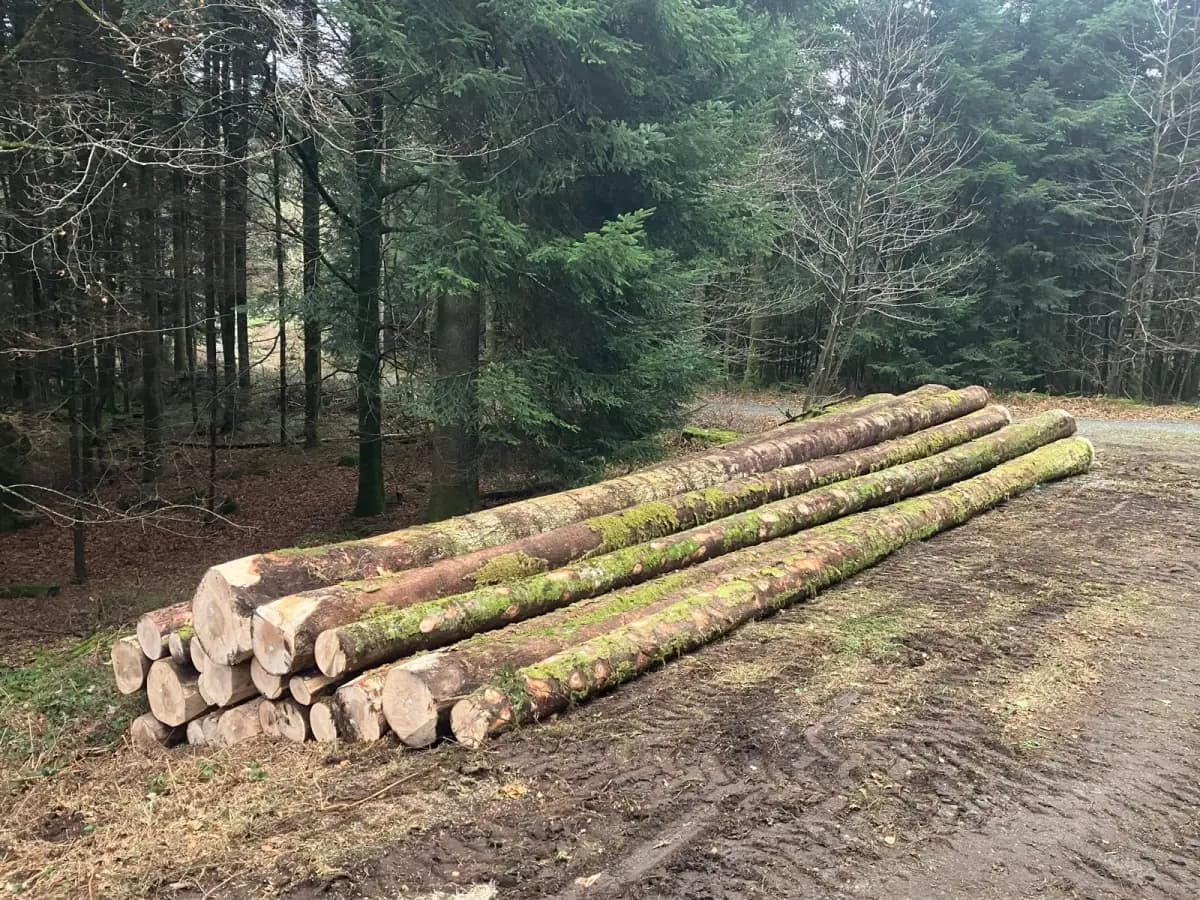 Grumes rangées en piles le long d'une place de dépôt, prêtes à être enlevées, devant la forêt d'hiver.