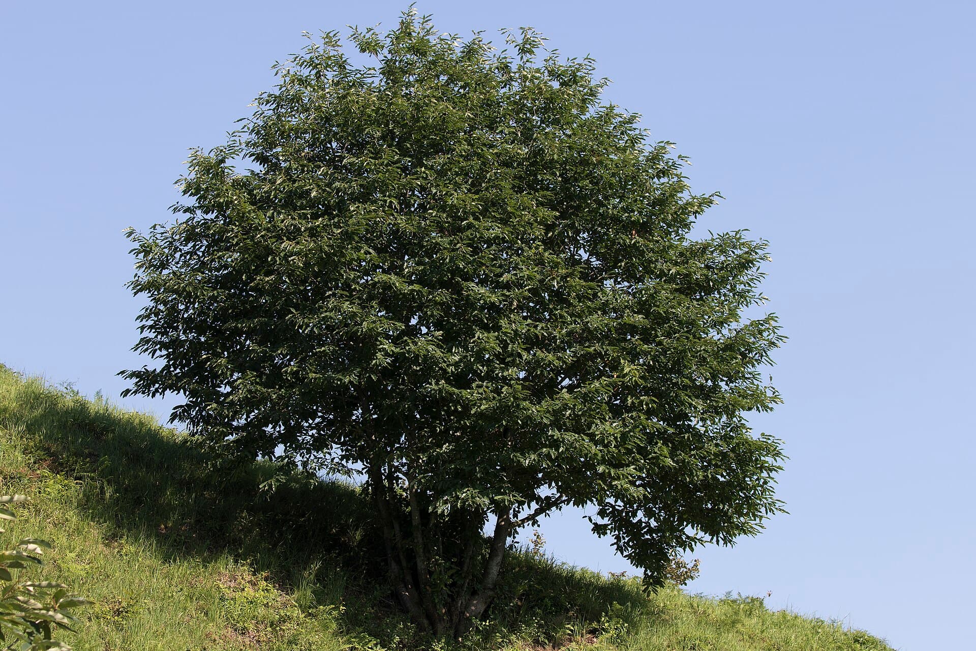 Châtaignier (Castanea sativa) — arbre sur pied