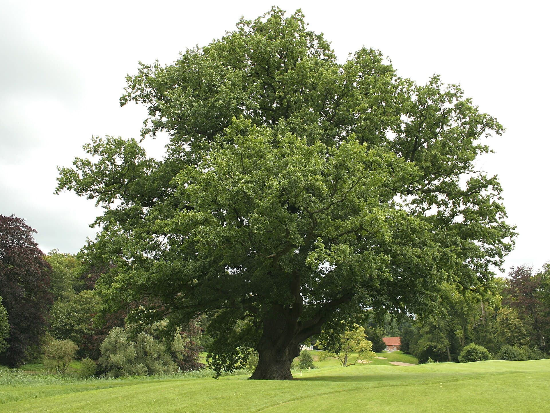 Chêne pédonculé (Quercus robur) — arbre sur pied