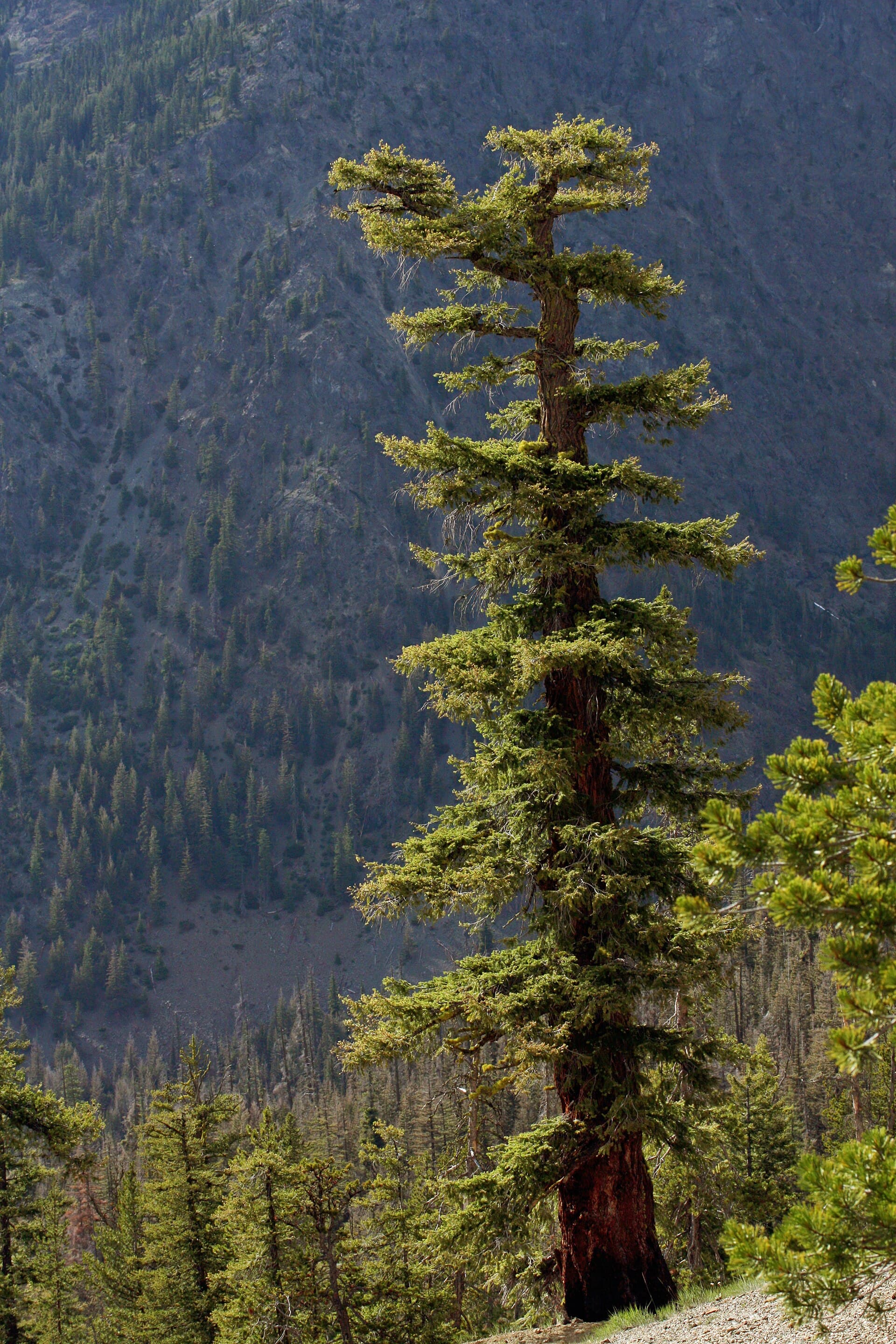 Douglas (Pseudotsuga menziesii) — arbre sur pied