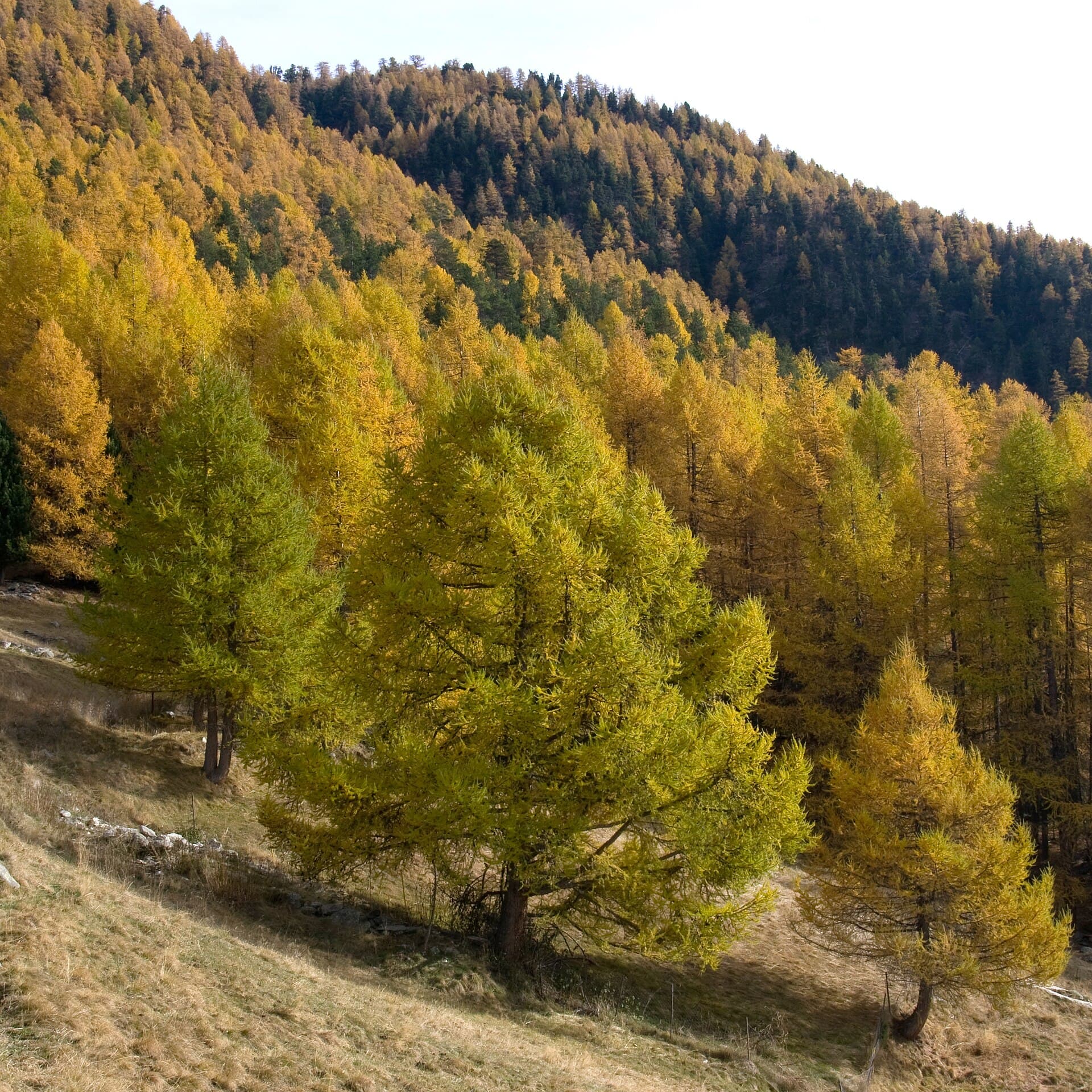 Mélèze d'Europe (Larix decidua) — arbre sur pied