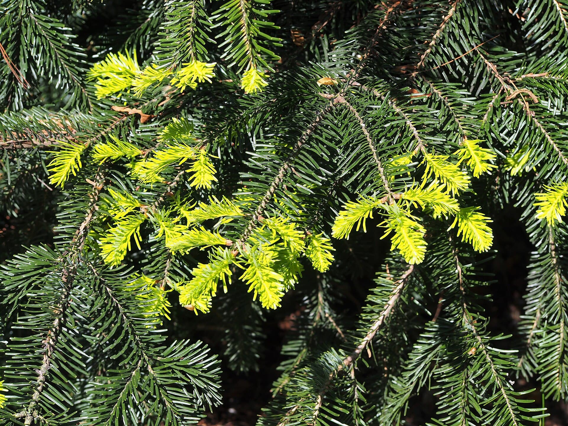 Sapin pectiné (Abies alba) — arbre sur pied