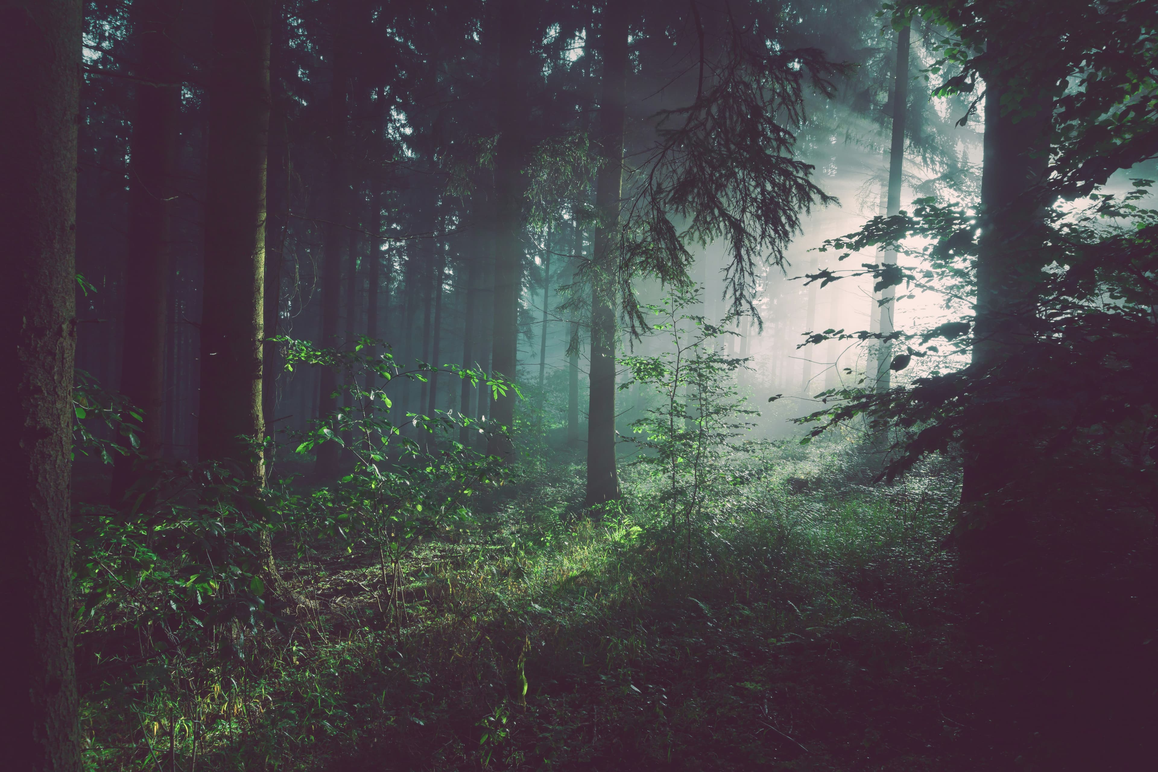 Sous-bois de conifères dans la brume — ambiance de la forêt de Bouscadié